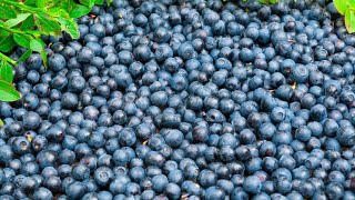 How MILLIONS of Blueberries Are Processed [upl. by Galan]