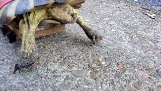 Wheelchair Tortoise Learning To Walk Tortoise shorts trending [upl. by Zanze]