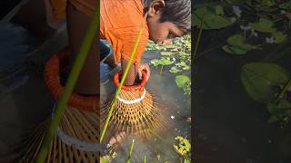 Catching Big Sholfish By traditional polo Trap in Beel polofishing fishingbypolo catchfish [upl. by Atnim]