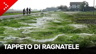 Incredibile tappeto di ragnatele a Villa Seta Reggio Emilia migliaia di ragni dopo l’alluvione [upl. by Tillion745]