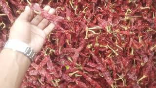 🥵🌶Export Quality Red Dry Chilli 🌶🥵🌶🥵Byadgi2043🚢🚢✈️✈️export chilli shorts [upl. by Adien]