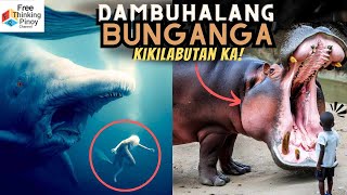 Kayang LUMUNOK ng TAO Pinaka Malaking BUNGANGA sa Animal Kingdom [upl. by Ahsiema]