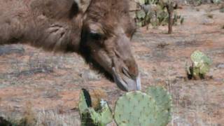 Camels eating cactus [upl. by Ohara]