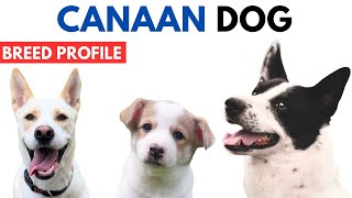 Canaan Dog Breed Profile History  Price  Traits  Canaan Dog Grooming Needs  Lifespan [upl. by Essilec]