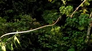 Dendrelaphis pictus jump 2 [upl. by Nyleahcim]