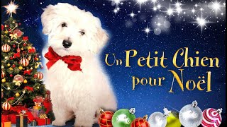 ❄️Un petit chien🐶pour noël ❄️🎄☃️🎁🎅 [upl. by Attoynek]