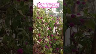 Gomphrena globosa globe amaranthforyou balconyflowers [upl. by Norvin626]