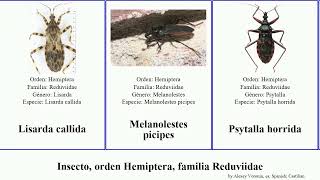 Insecto orden Hemiptera familia Reduviidae featuring elegans pectoralis cristatus ventralis Mini [upl. by Klimesh]