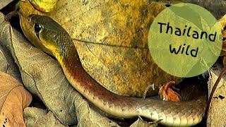 Rednecked Keelbacks  Rhabdophis siamensis ex subminiatus งูลายสาบคอแดง Hunting in Thailand [upl. by Anoj]