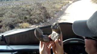 Bushmen Digging Tools Sanbona Wildlife Reserve [upl. by Ramaj]