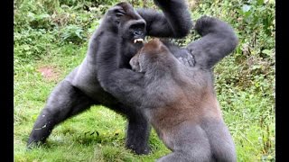 Gorilla Vs Gorilla [upl. by Rocker]