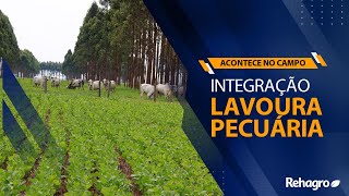 Integração LAVOURA PECUÁRIA ILP o que tem sido feito  Acontece no campo  Corte [upl. by Alyhs99]