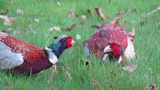 Male Pheasants fighting for garden territory [upl. by Essam]