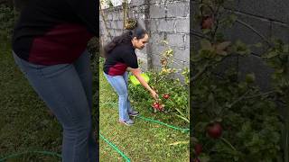 ഈ കുഞ്ഞി Apple മരം ഞങ്ങളെ ഞെട്ടിച്ചുIreland Malayalam vlogDay in my lifelife in Irelandshorts [upl. by Leik]