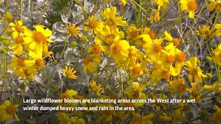 Bursts of wildflowers super bloom in Arizona [upl. by Josie]