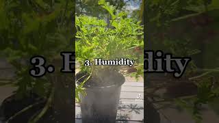 Citronella Plant Quick Care Guide ￼plants plantcare citronella planttips garden gardeningtips [upl. by Taveda]