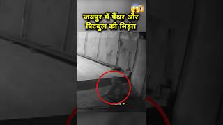 Jaipur M hui Pitbull Panther ki ldaai Ghar m gusa jaipurtourism jaipur jaipurnews shortsvideo [upl. by Ynamad]