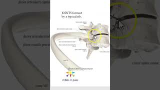 Anatomy Thorax 219 typical rib joints viva [upl. by Tiduj306]