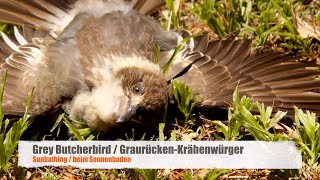 Juvenile Grey Butcherbird Cracticus torquatus sunbathing [upl. by Maryly213]