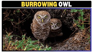 Uncovering the Secrets of the Burrowing Owl Natures Underground Hunter [upl. by Alonso]