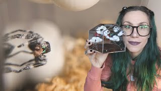 HUGE Jumping Spider HAULUnboxing  NEW Tarantula Kat Cribs amp Rehousing [upl. by Spiegel631]