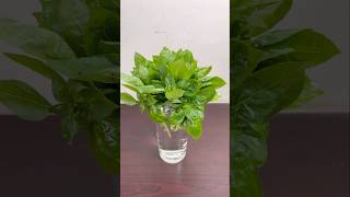 How to grow basil from cuttings in water shorts youtubeshorts shortsvideo basilplant shortsfeed [upl. by Snyder954]