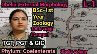 ObeliaSeafur External Morphology L1Zoology BSc1st Year TGTPGTGICSTD [upl. by Assiral]