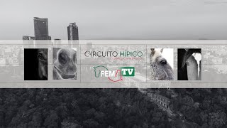 PBA 7 ABIERTA 100 LIBRE 100 CIRCUITO HÍPICO CIUDAD DE MÉXICO 2024 [upl. by Huberto]