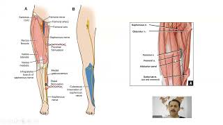 Kas iskelet sistemi Arasınav Görselli çözüm 10 adet Anatomi İnsan Anatomisi TUS DUS SBF [upl. by Yrrej257]