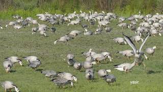 bar headed geese Bird chalenge 24 [upl. by Lancaster]