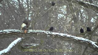 MOST AMAZING NATURE VIDEO EVER  BALD EAGLE KILLS PREY [upl. by Peedsaj496]