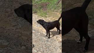 💦 UNA QUEBRADITA Y 🐕 PERROS LADRANDOME Mini ep 3 Caminando al Pozo del Oso Mogotes Santander [upl. by Anyrb]