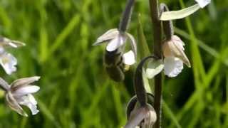 Orchid pollination 16 Pollination of Epipactis palustris by honeybees [upl. by Ferguson]