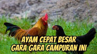 pakan alternatif ternak ayam kampung tanpa pakan pabrikan ayam gemuk dan sehat TERNAK AYAM KAMPUNG [upl. by Yenettirb256]