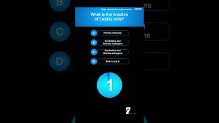 What is the function of Leydig cells [upl. by Flora143]