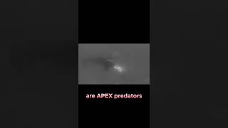 Orca vs Hammerhead Shark A Battle of Apex animals subscribe oceancreatures shorts short new [upl. by Tnahsin]