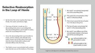 Chapter 143 Homeostasis  Selective Reabsorption amp Osmoregulation in the Kidneys [upl. by Bortman]