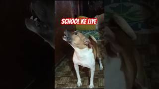 School anahi jaunga funny funnyvira trending pets vira doglover vira shorts [upl. by Enelehcim]