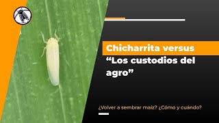 Bichos de Campo TV Chicharrita versus quotLos custodios del agroquot [upl. by Itsirk]