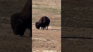 Amazing Wichita mountains wildlife refuge positivevibs subscribe 😉 ♥️ [upl. by Erbes]