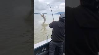 Canadian Monsters are real fishing fish wow fishingcanada sturgeonfishing [upl. by Atronna907]