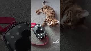 carmen carmencat bengalcat kitten cat [upl. by Arah]