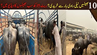 Nili ravi buffalo milking  buffalo price  cattle farming in pakistan [upl. by Osher]