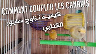 Comment Coupler les Canaris  كيفية تزاوج طيور الكناري [upl. by Itram]