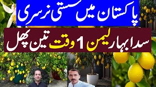 Free Lemon Nursery In Pakistan  Cheapest Nursery in Pakistan  Kissan Pakistan [upl. by Miran]