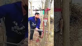 Straightening process of eucalyptus tree trunks [upl. by Tenaj443]