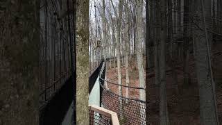 Berberaffe vom Affenberg Salem auf dem Treewalk [upl. by Aneehsal]