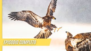 Desierto secreto  El águila y su presa  Episodio Completo [upl. by Genevra]