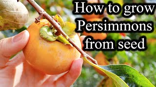 How to grow Persimmons from seed  Home Gardening  FULL Guide [upl. by Laurentia]