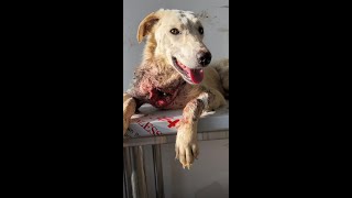 Rescue Mission Severely Injured Dogs Journey to Survival amp Love  Heartwarming Transformation [upl. by Drye]